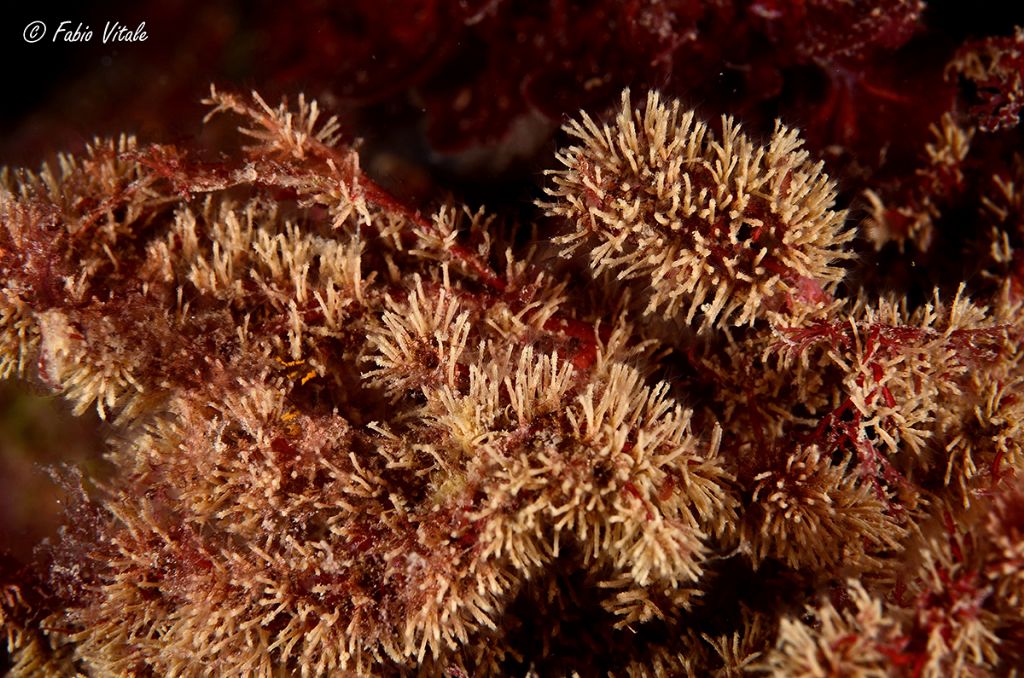 Nolella sp.